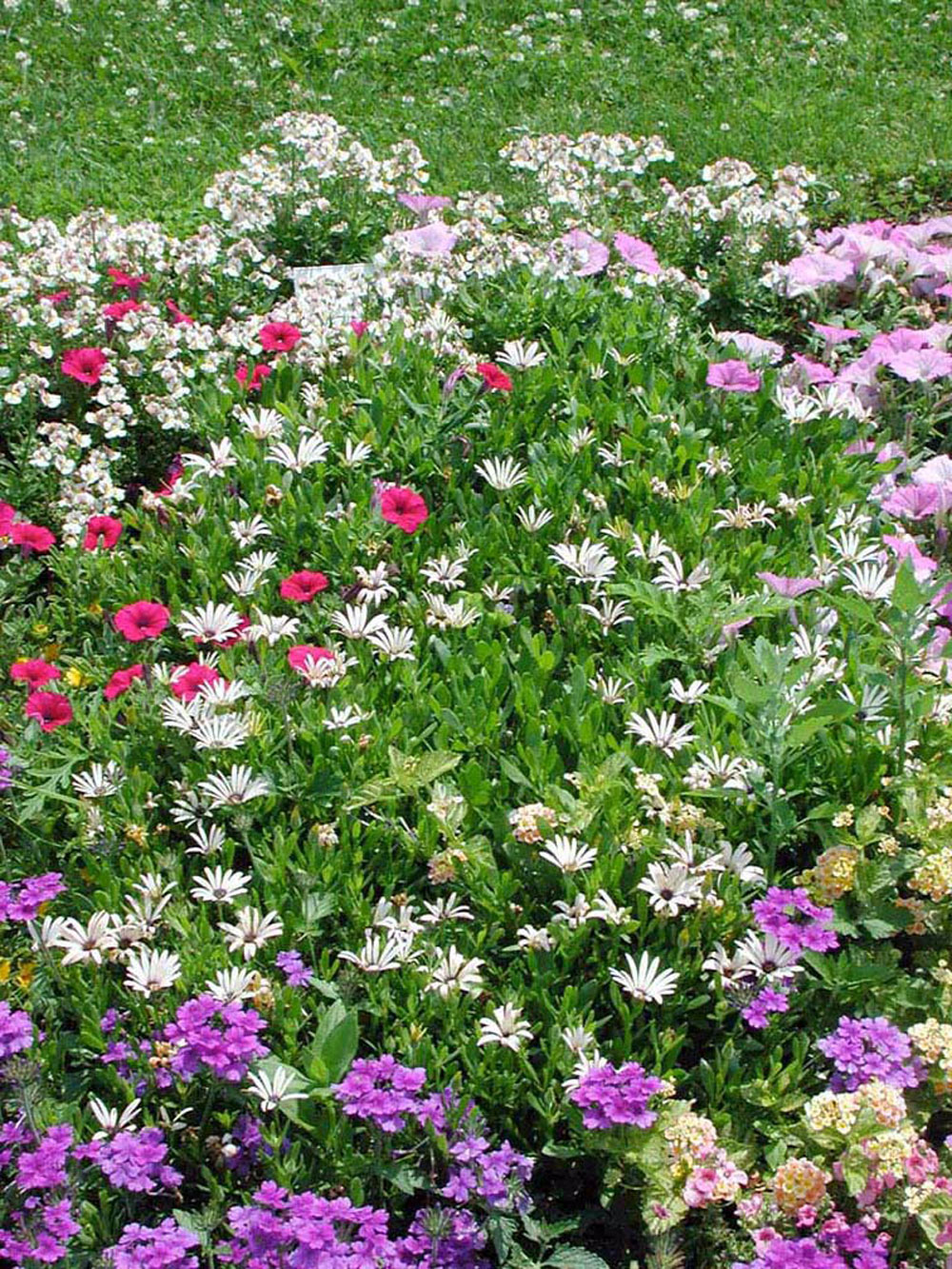 Cornell University Annual Flower Research at Bluegrass Lane
